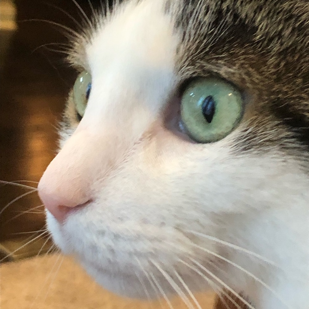 Meet your Posher, Lianne